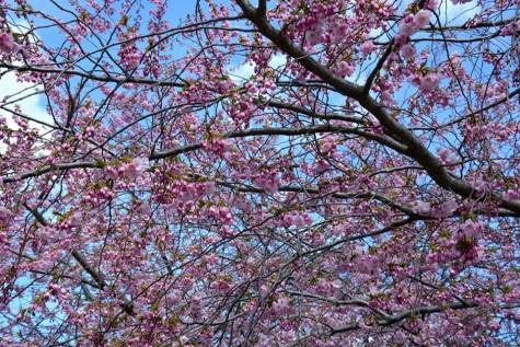 Kungsträdgården’s Trees Finally Blossom