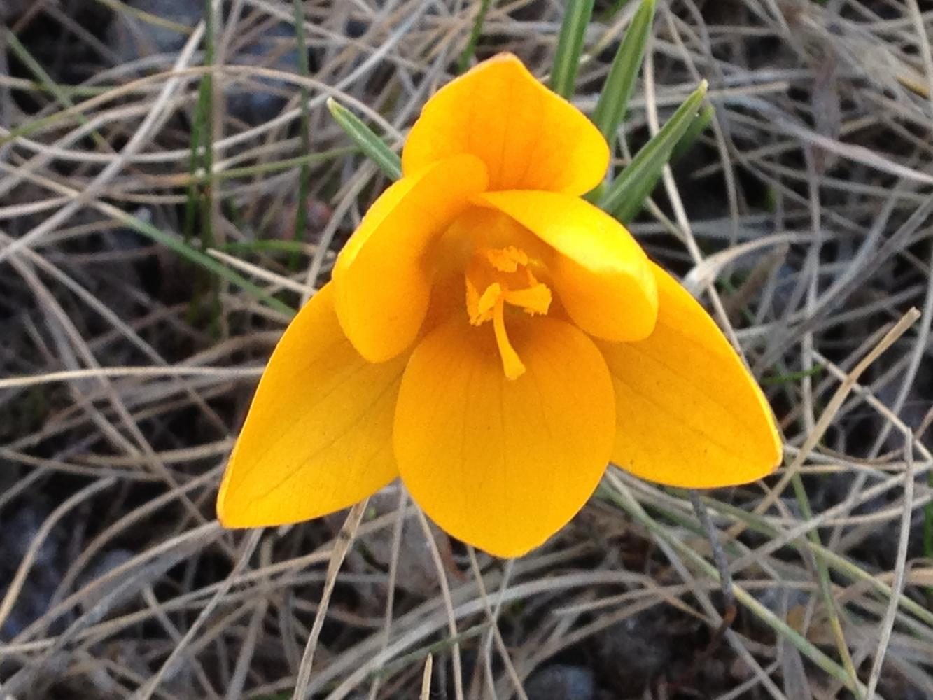 Photo 10 - Yellow flower