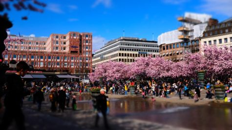 The blooming cherry blossoms of Kungsträdgården.