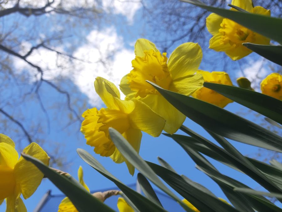 Yellow is the happiest colour