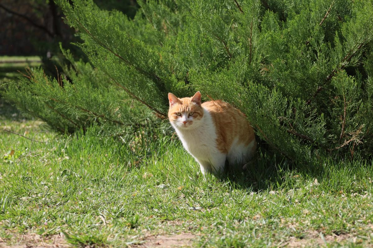 Cat in a Park in Beijing