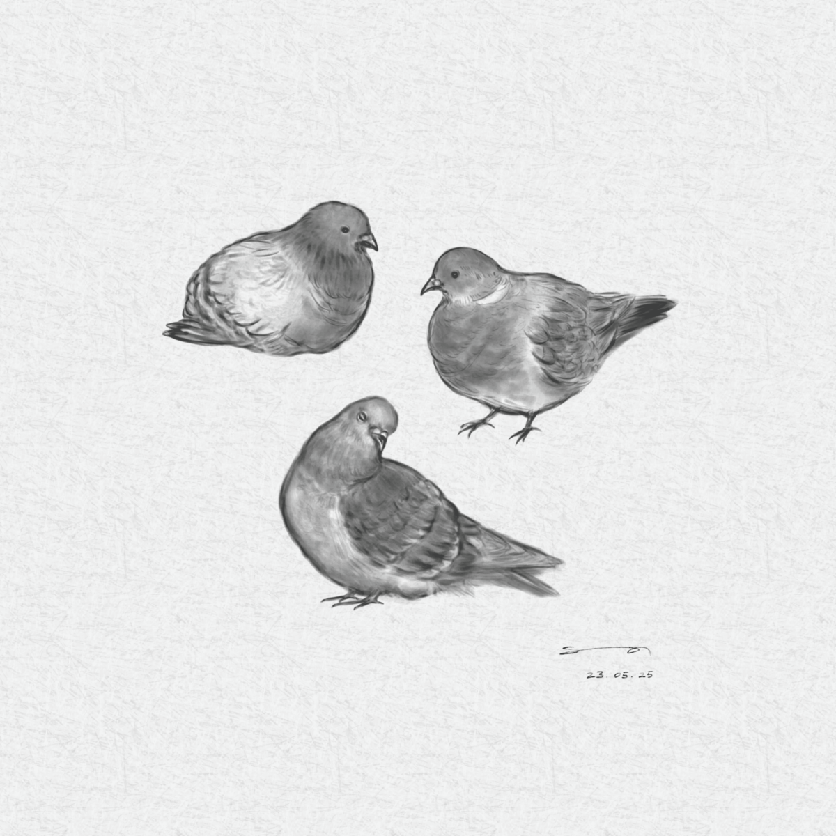 Pigeons of Norra Latin