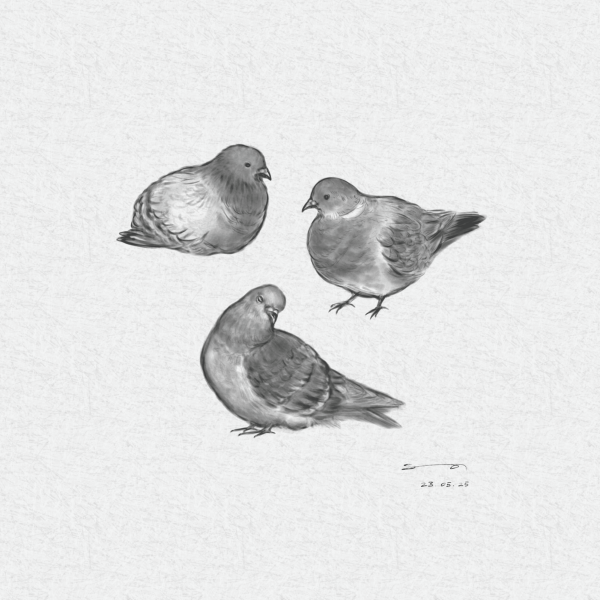 Pigeons of Norra Latin