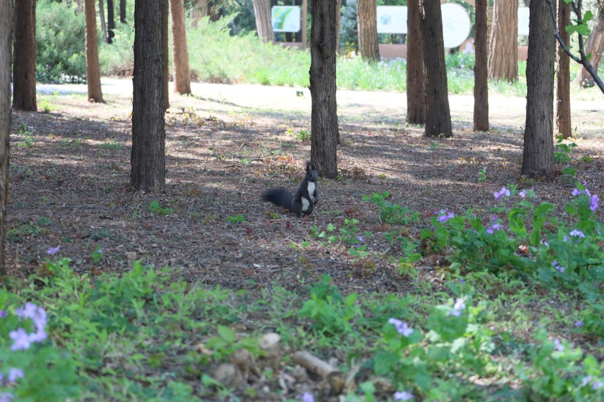 Squirrel in Beijing