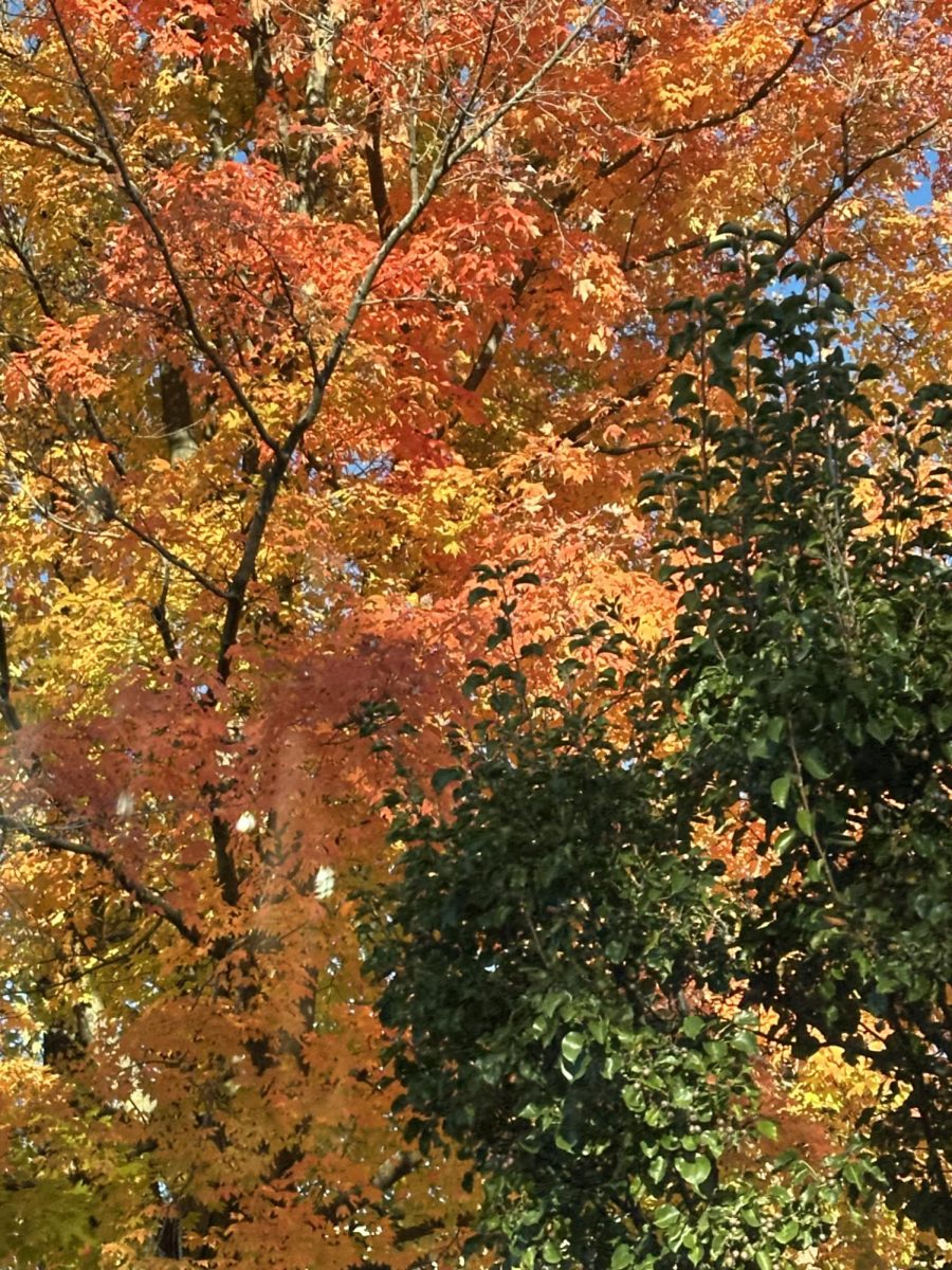 Pictures of the Week by Jeannine H.